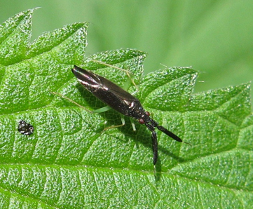 Miridae: Heterotoma cf. merioptera dell''Emilia